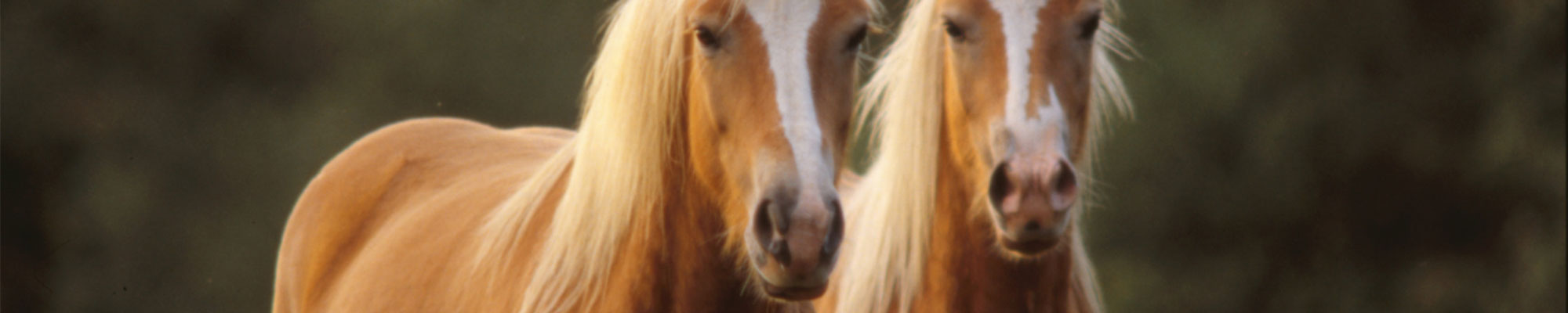 Verzekeren aan de kant van de klant